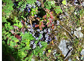 Trekking in Garhwal Himalayas, Rishikesh, Joshimath, Govindghat, Ghangaria, Hemkund Saheb, Badrinath
